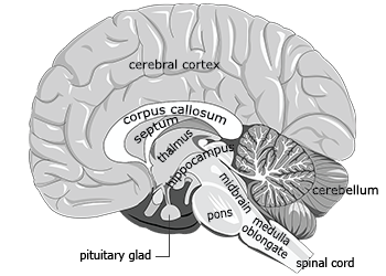 350x250 Mind Mapping - Brain Drawing With Labels