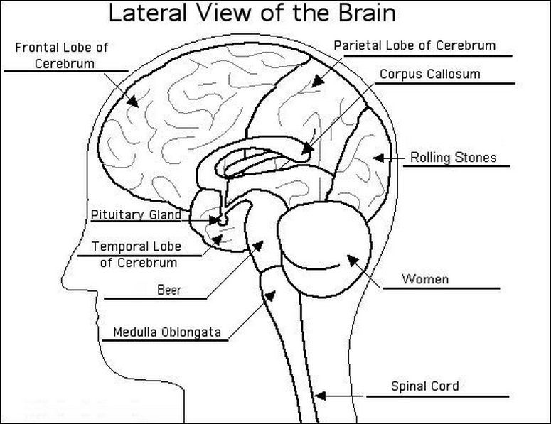 775x597 Pin On Psychology - Brain Drawing With Labels