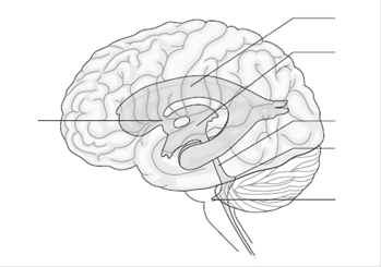 349x245 Solved Label The Structures Involved With Circulation Of Cereb - Brain Drawing With Labels