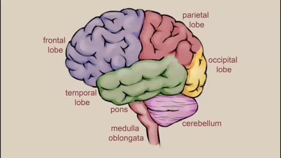 550x309 Ways To Draw A Brain - Brain Drawing With Labels