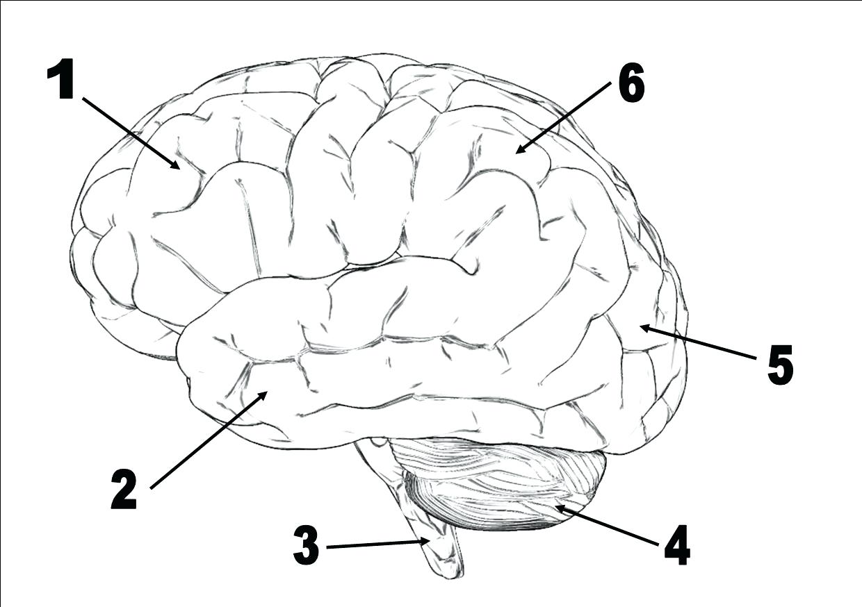 1240x874 Diagram Brain Diagram Without Labels - Brain Drawing With Labels