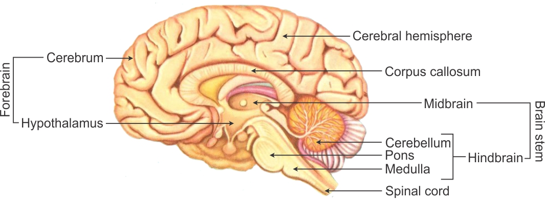 1065x396 Draw A Diagram Of Human Brain And Label Any Four Parts Write One - Brain Drawing With Labels