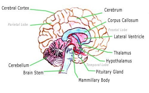 Brain Drawing With Labels at PaintingValley.com | Explore collection of ...