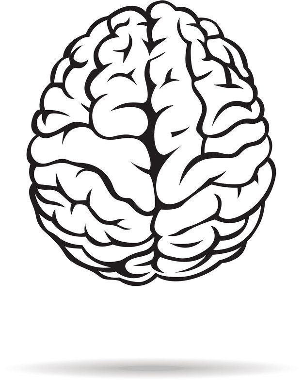 625x783 Does - Brain Outline Drawing