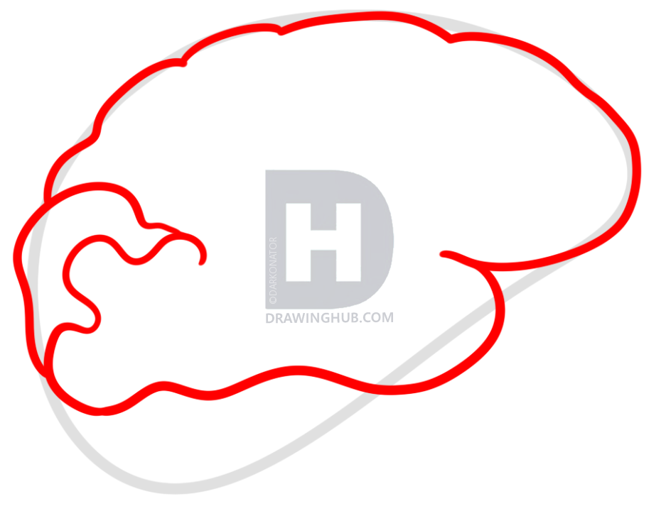 937x720 Drawing A Brain For Kids, Step - Brain Outline Drawing