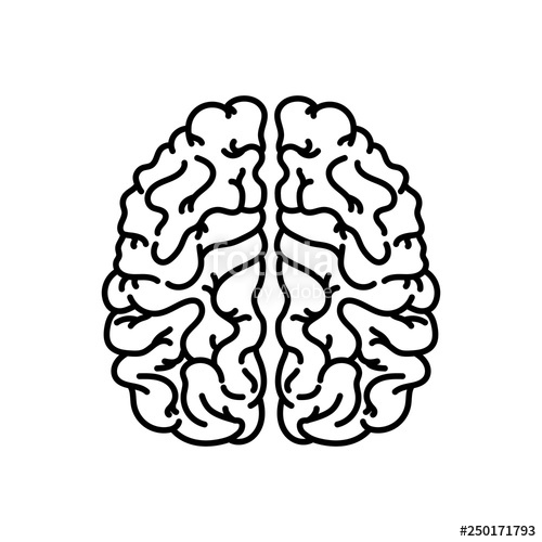 500x500 Human Brain Linear Icon Thin Line Illustration Nervous System - Brain Outline Drawing