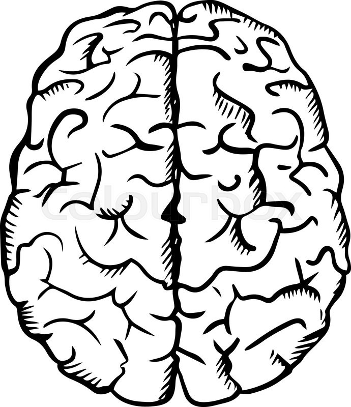 Brain Outline Drawing at Explore collection of