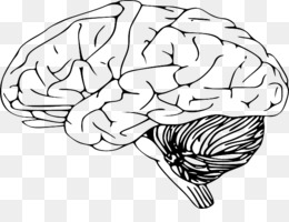 260x200 Outline Png Outline Transparent Clipart Free Download - Brain Outline Drawing