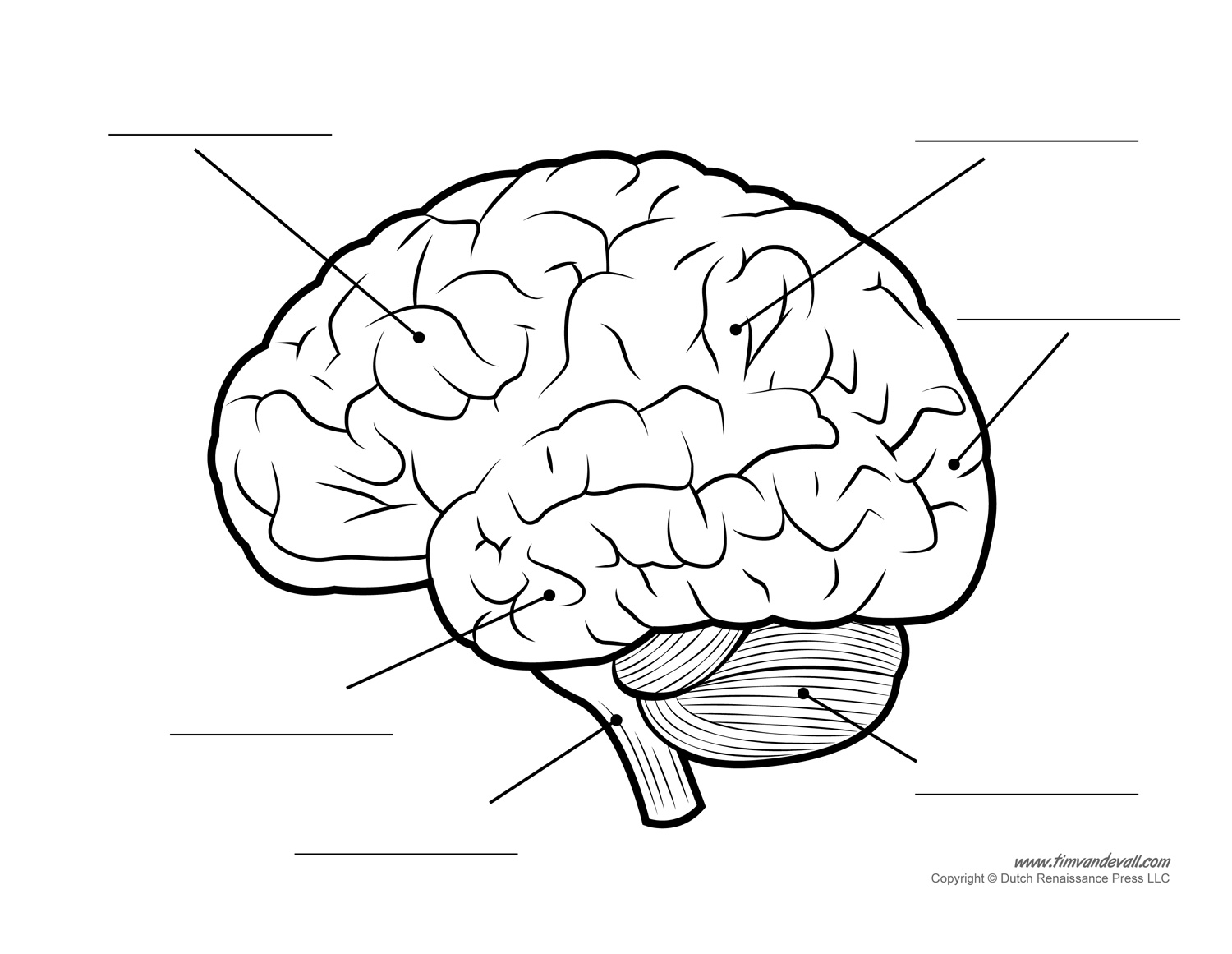 1500x1161 Pictures Outline Of Human Brain - Brain Outline Drawing
