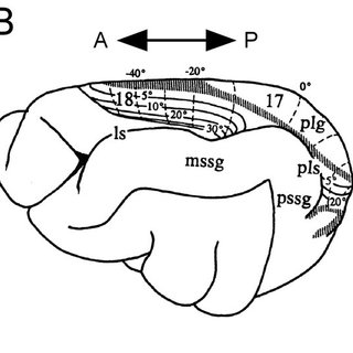320x320 Schematic Drawings Of A Cat Brain - Brain Outline Drawing