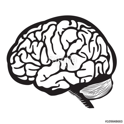 Brain Outline Drawing at PaintingValley.com | Explore collection of ...