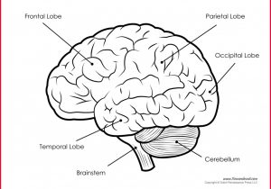 300x210 Drawing Of Brain Brain Outline Drawing - Brain Pencil Drawing