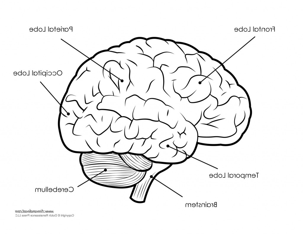 Brain Pencil Drawing At Paintingvalley.com 