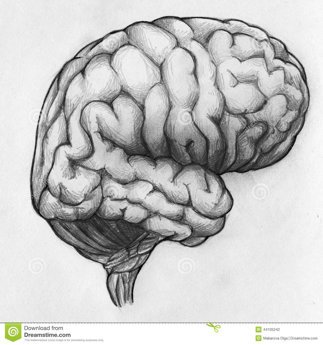 Brain Pencil Drawing at Explore collection of