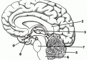 300x210 Simple Labeled Pencil Sketch Diagram Of Human Brain - Brain Pencil Drawing