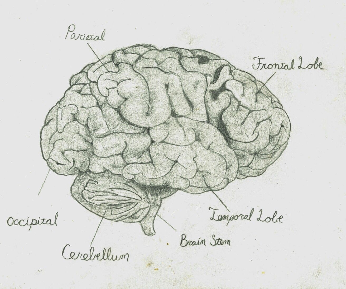 Brain Pencil Drawing at Explore collection of