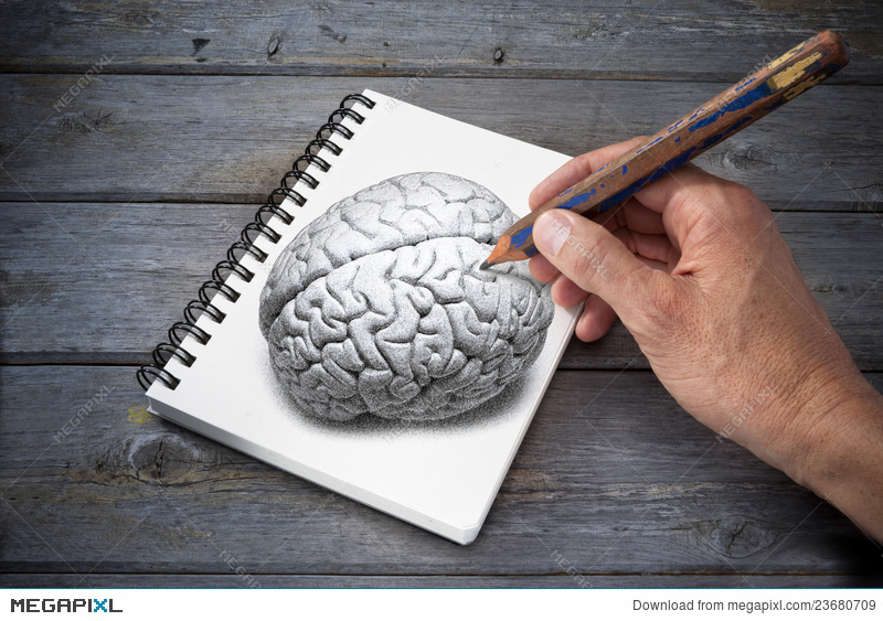 800x563 Art Drawing Brain Creativity Illustration - Brain Pencil Drawing