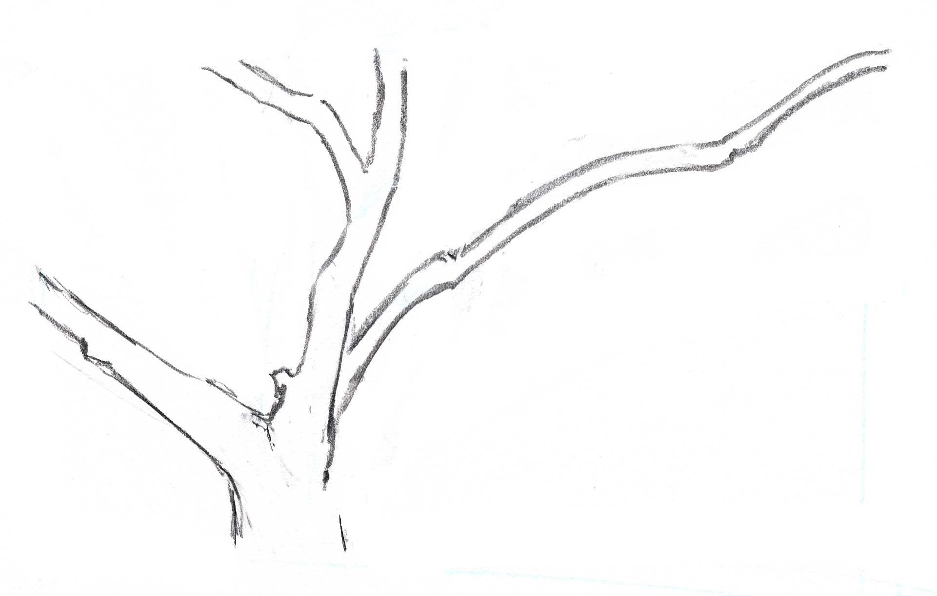 1921x1223 How To Draw Trees Overlapping Branches - Branch Drawing