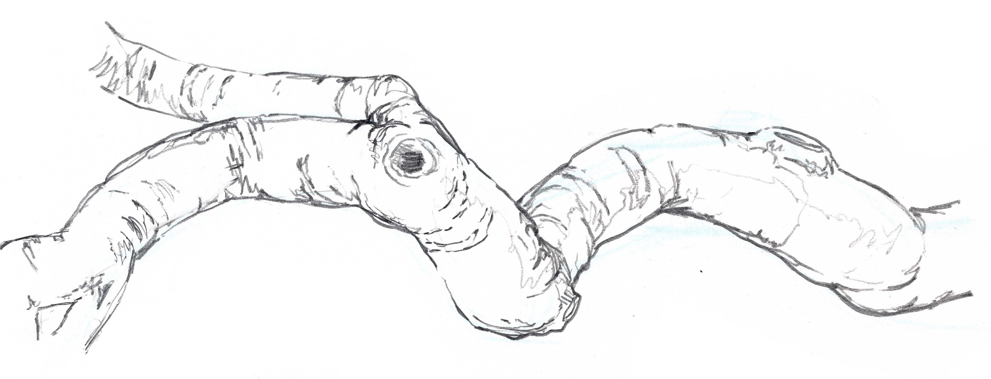 4155x1590 How To Draw Trees Curving Branches - Branch Drawing