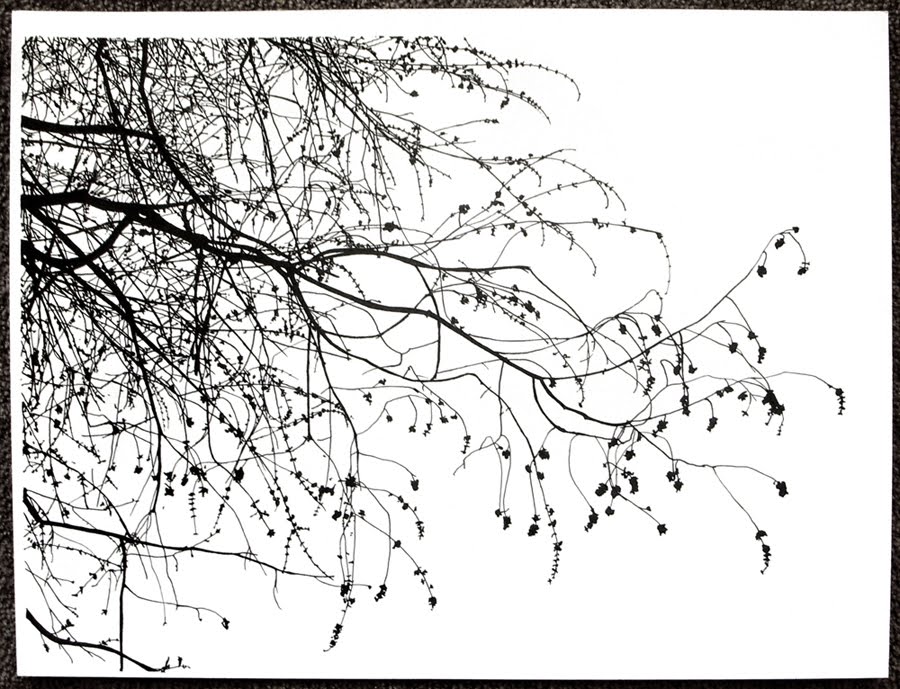 900x689 Michael Mcguire Branch Drawings - Branch Drawing