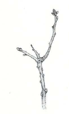 244x400 Nuncketest Red Oak Branch - Branch Drawing