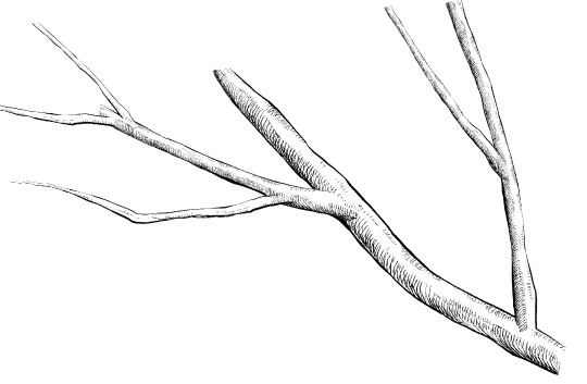  How To Draw A Branch  Check it out now 
