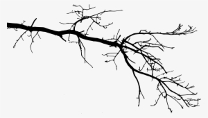 300x170 branch png, transparent branch png image free download - Branch Drawing
