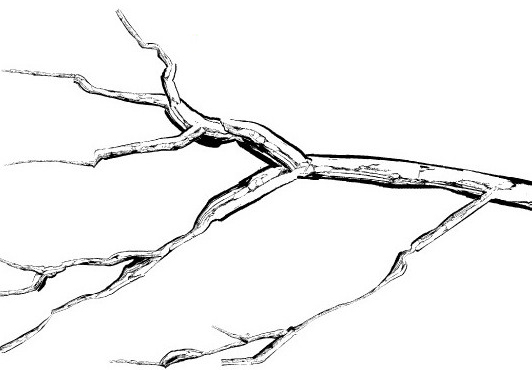 532x370 pine tree branch sample manga materials - Branch Drawing