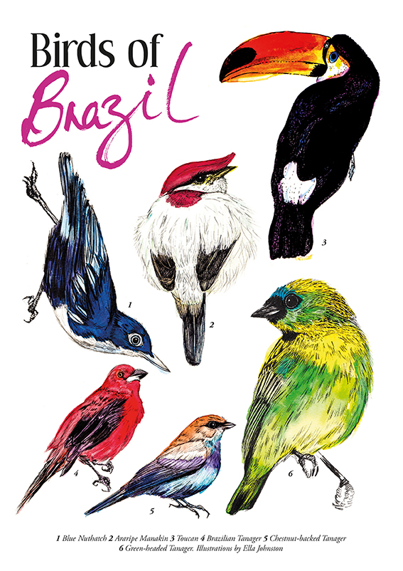 567x802 drawing of the week birds of brazil ella's place - Brazil Drawing