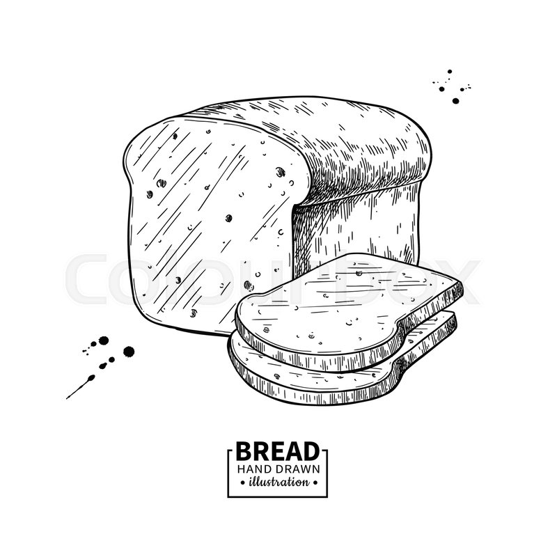 800x800 bread vector drawing bakery product stock vector colourbox - Bread Drawing