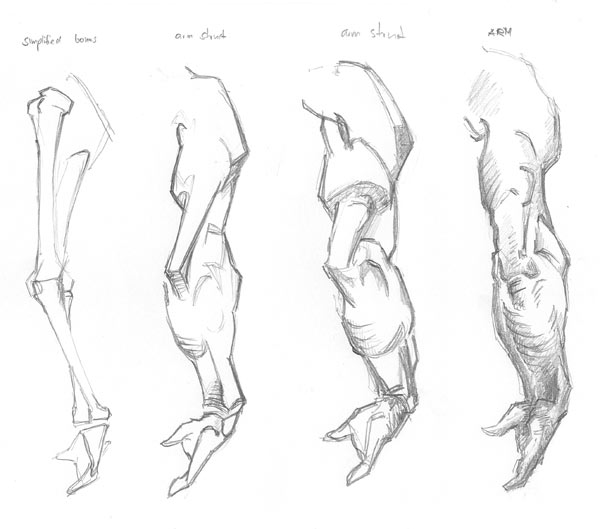 600x529 drawn anatomy bridgman - Bridgman Drawing