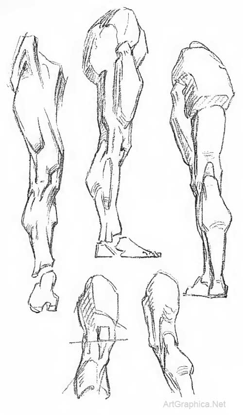 500x852 the leg, constructive anatomy - Bridgman Drawing