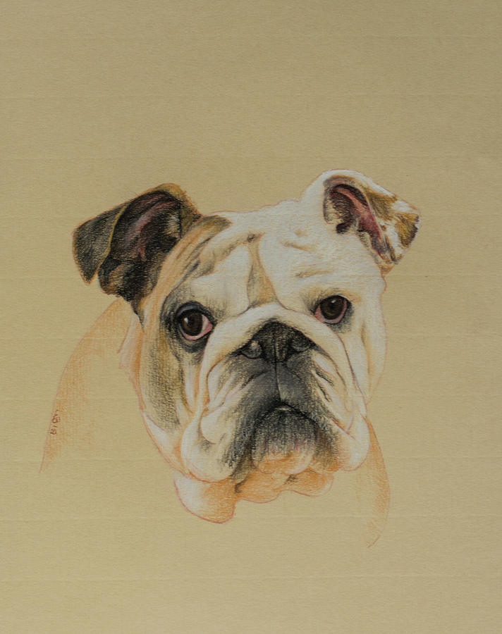712x900 british bulldog drawing - British Bulldog Drawing