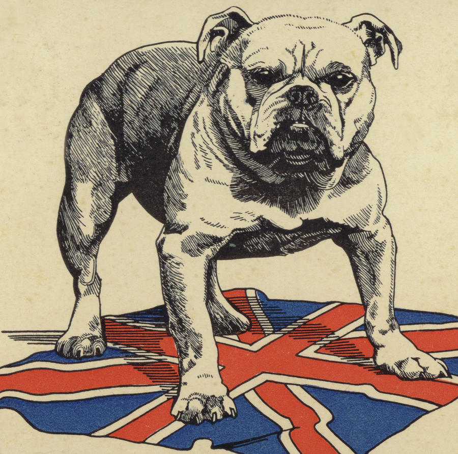900x892 british bulldog standing on the union jack flag drawing - British Bulldog Drawing
