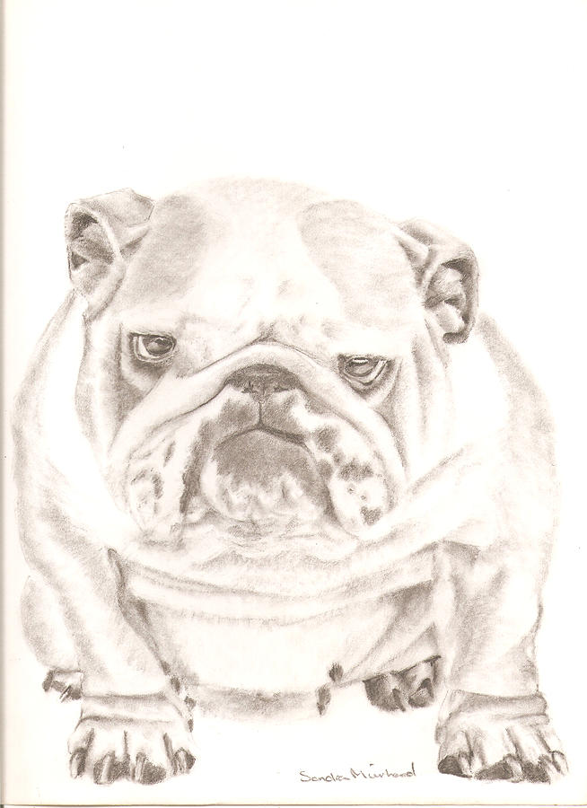 654x900 british bulldog winnie drawing - British Bulldog Drawing