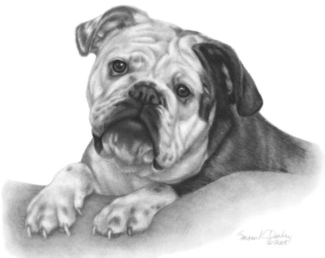 650x515 bulldog drawing, pencil, sketch, colorful, realistic art images - British Bulldog Drawing