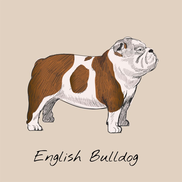 626x626 bulldog vectors, photos and free download - British Bulldog Drawing