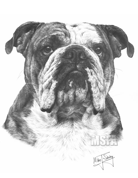 480x620 english bulldog fine art dog print - British Bulldog Drawing