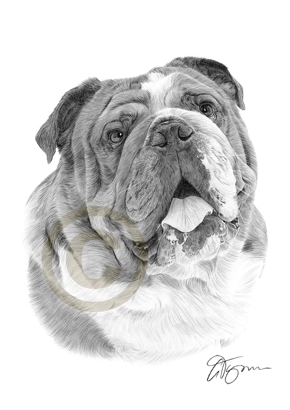 1000x1414 english bulldog pencil drawing artwork size - British Bulldog Drawing