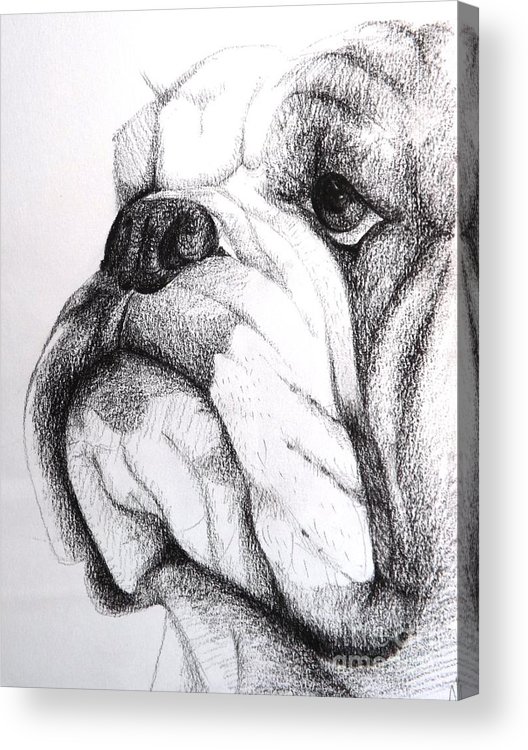 528x750 english bulldog acrylic print - British Bulldog Drawing