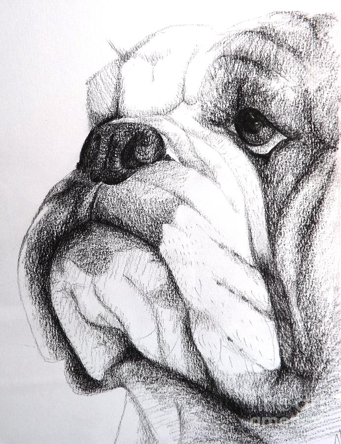 692x900 english bulldog drawing - British Bulldog Drawing