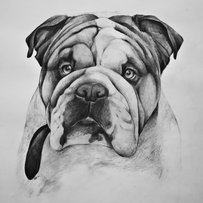 800x800 english bulldog drawing - British Bulldog Drawing