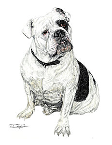 232x300 english bulldog drawings fine art america - British Bulldog Drawing