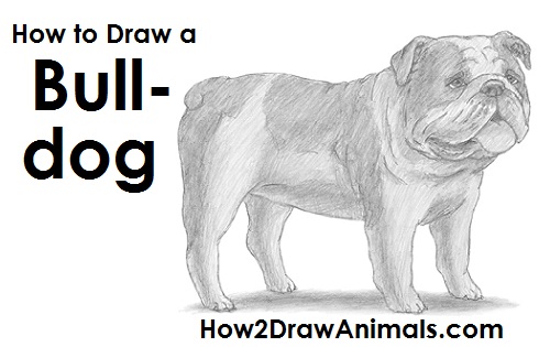 500x315 how to draw a bulldog - British Bulldog Drawing