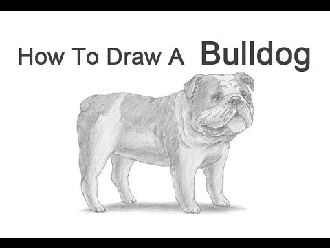 480x360 How To Draw A Dog - British Bulldog Drawing