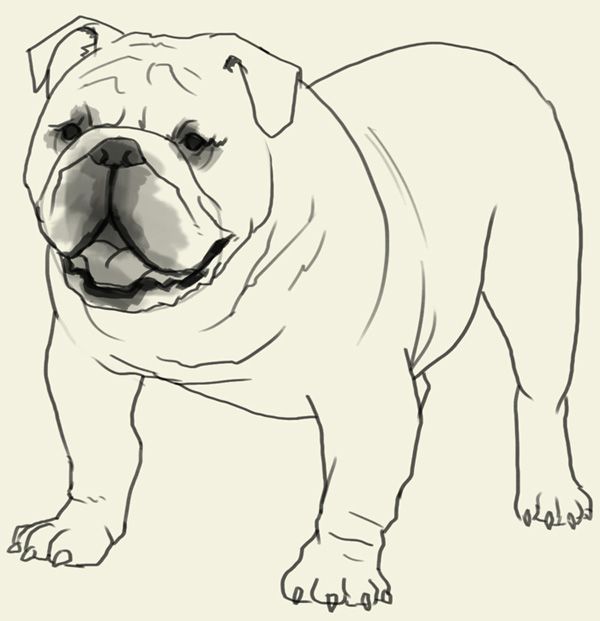 600x621 how to draw bulldog learn to draw an english bulldog step - British Bulldog Drawing