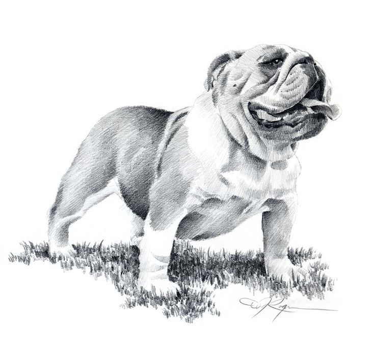 736x703 old english bulldog drawing - British Bulldog Drawing