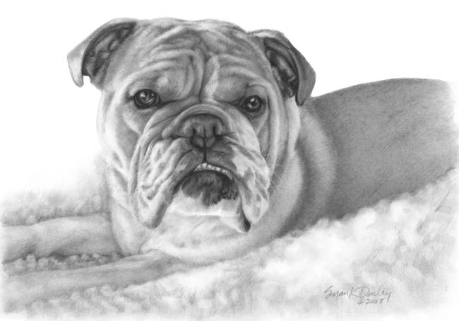 650x454 allie, english bulldog - British Bulldog Drawing