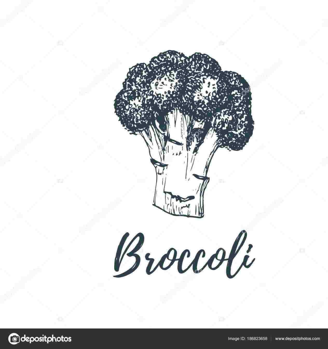 1264x1343 Hand Drawn Broccoli Drawing - Broccoli Drawing