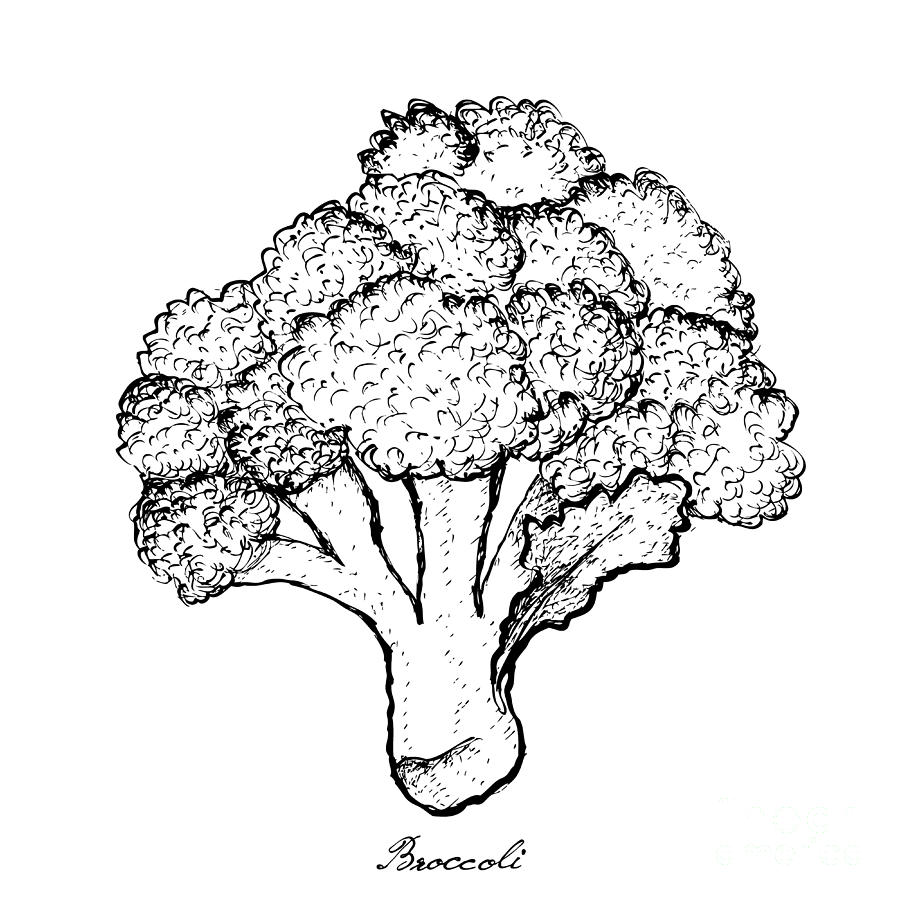 900x900 Hand Drawn Of Broccoli On White Background Drawing - Broccoli Drawing
